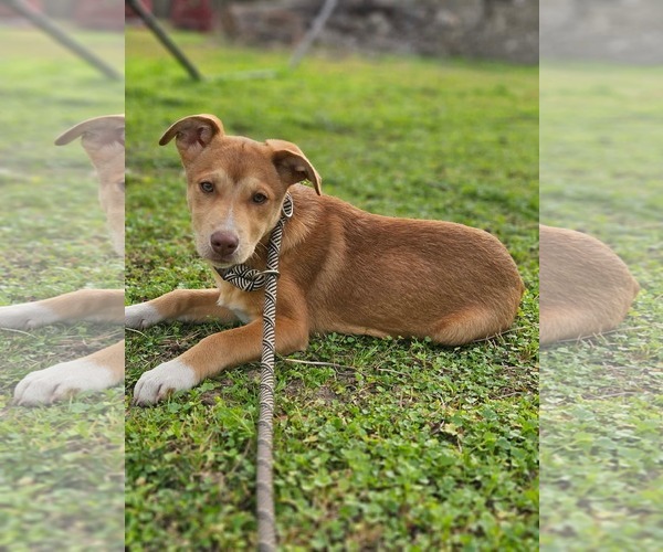 Medium Photo #5 Collie-Unknown Mix Puppy For Sale in Wakefield, RI, USA