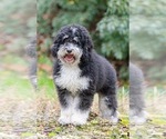 Small Photo #1 Bernedoodle (Miniature) Puppy For Sale in HENDERSONVILLE, NC, USA