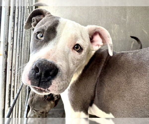 Medium Photo #1 American Pit Bull Terrier Puppy For Sale in San Bernardino, CA, USA
