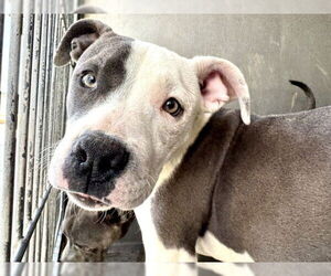 Medium American Pit Bull Terrier