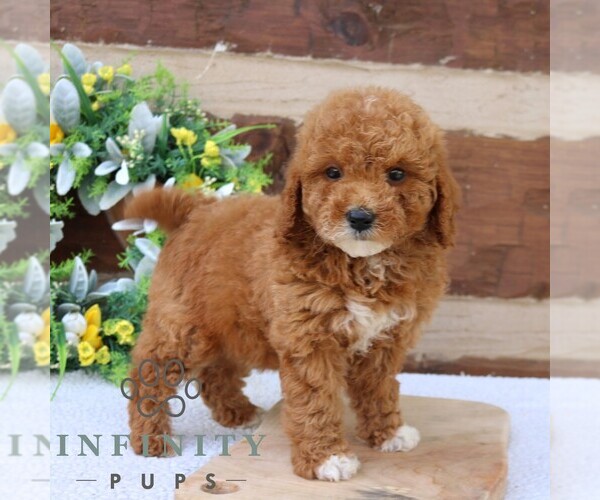Medium Photo #1 Goldendoodle (Miniature) Puppy For Sale in NARVON, PA, USA
