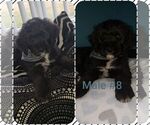 Small Photo #9 Labradoodle Puppy For Sale in OTTAWA, OH, USA