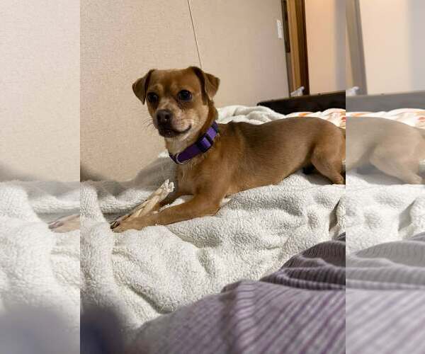 Medium Photo #1 Daug Puppy For Sale in Westwood, NJ, USA