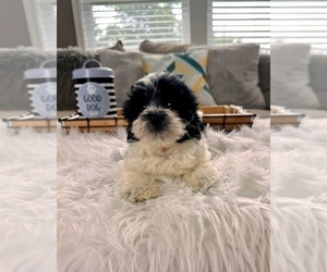 Medium Havanese