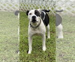 Small Photo #14 American Pit Bull Terrier-Unknown Mix Puppy For Sale in Virginia Beach, VA, USA