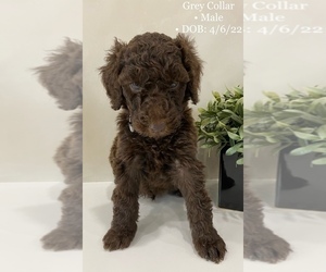 Poodle (Standard) Puppy for Sale in PICO RIVERA, California USA