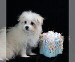 Small #2 Maltipom