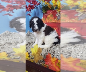 Poodle (Standard) Puppy for sale in DURANT, OK, USA