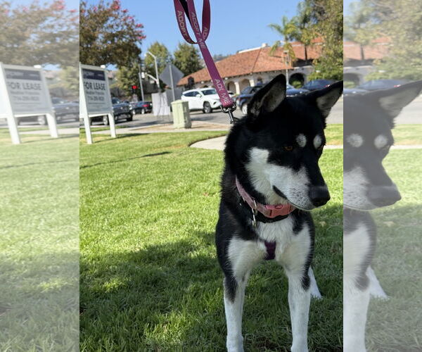 Medium Photo #7 Huskies -Unknown Mix Puppy For Sale in Lake Elsinore, CA, USA