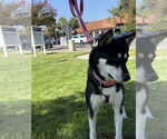 Small #6 Huskies  Mix