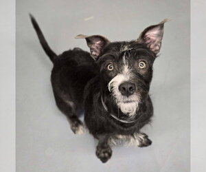 Mutt Dogs for adoption in Lakewood, CO, USA