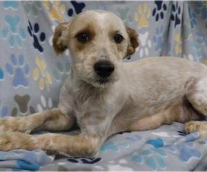 Mutt Dogs for adoption in Thief River Falls, MN, USA