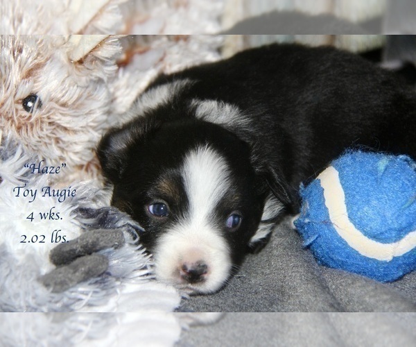 Medium Photo #25 Aussie-Corgi Puppy For Sale in LIND, WA, USA