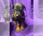 Small Photo #11 Doberman Pinscher Puppy For Sale in MILL SPRING, NC, USA