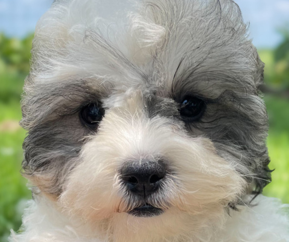 Medium Photo #1 Zuchon Puppy For Sale in FAIRBANK, IA, USA