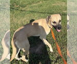 Small #7 Black Mouth Cur Mix