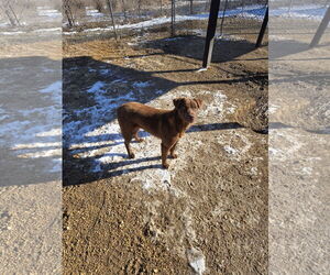 Chocolate Labrador retriever-Unknown Mix Dogs for adoption in Maquoketa, IA, USA