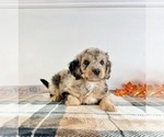 Small #2 Bernedoodle (Miniature)