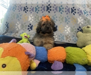 Maltipoo-Shih Tzu Mix Puppy for Sale in SARASOTA, Florida USA