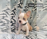 Small Photo #5 Faux Frenchbo Bulldog Puppy For Sale in MINERAL WELLS, WV, USA