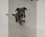 Small #2 Border Collie Mix