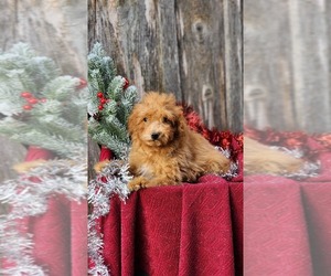 Poodle (Toy) Puppy for sale in GREENWOOD, WI, USA