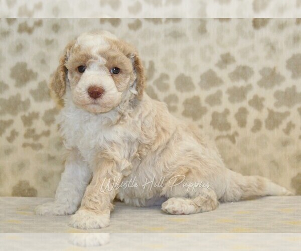 Medium Photo #4 Miniature Bernedoodle Puppy For Sale in DENVER, PA, USA