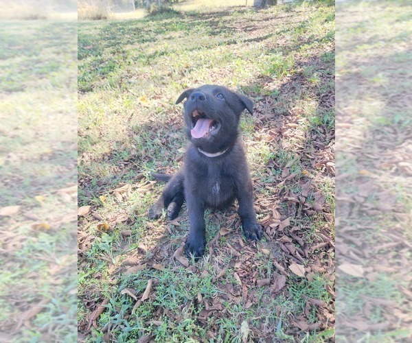 Medium Photo #5 German Shepherd Dog Puppy For Sale in BURLESON, TX, USA