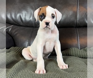 Boxer Puppy for sale in FRANKLIN, IN, USA