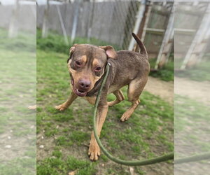 Redemption - Male American Staffordshire Terrier-Unknown Mix Dog for Adoption - Photo #2