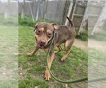Small #1 American Staffordshire Terrier Mix