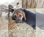 Small Photo #4 Bloodhound Puppy For Sale in NEW PORT RICHEY, FL, USA