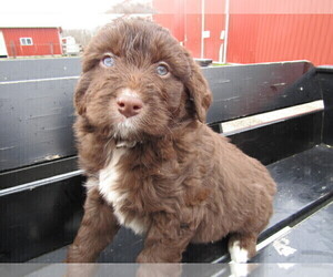 Aussiedoodle Puppy for sale in FORT WAYNE, IN, USA