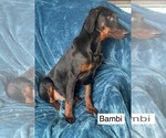 Small #6 Doberman Pinscher
