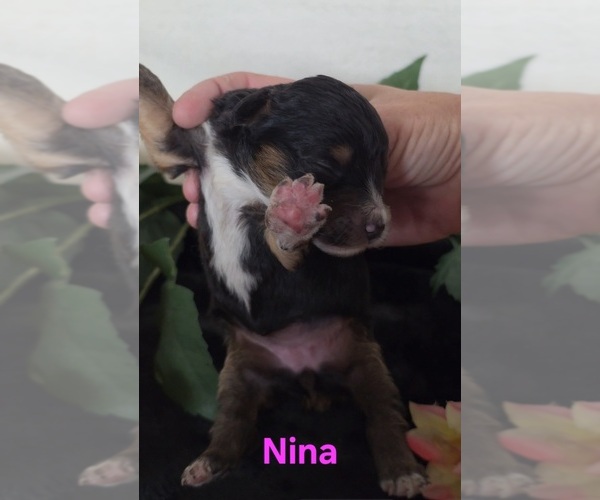 Medium Photo #8 Australian Shepherd-Poodle (Toy) Mix Puppy For Sale in AZLE, TX, USA