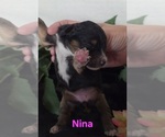 Small #7 Australian Shepherd-Poodle (Toy) Mix
