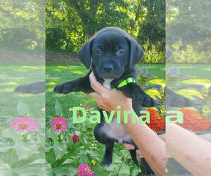 Mutt Dogs for adoption in Evansville, IN, USA