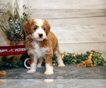 Small Photo #4 Goldendoodle (Miniature) Puppy For Sale in MIDDLEBURY, IN, USA