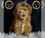 Puppy Benjamin F1BB Goldendoodle (Miniature)