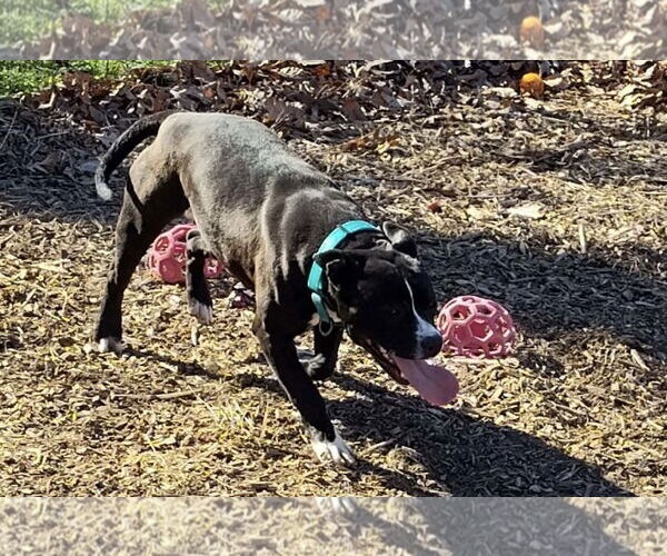 Medium Photo #9 Mutt Puppy For Sale in Rustburg, VA, USA