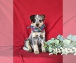 Small Photo #1 Australian Cattle Dog Puppy For Sale in CONESTOGA, PA, USA