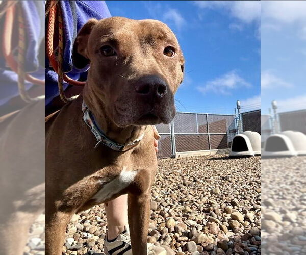 Medium Photo #2 Mutt Puppy For Sale in Evansville, IN, USA