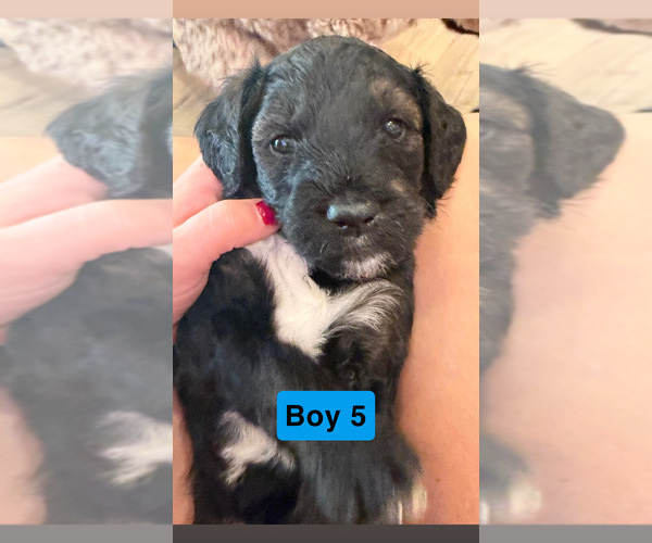 Medium Photo #4 Goldador Doodle Puppy For Sale in YELM, WA, USA