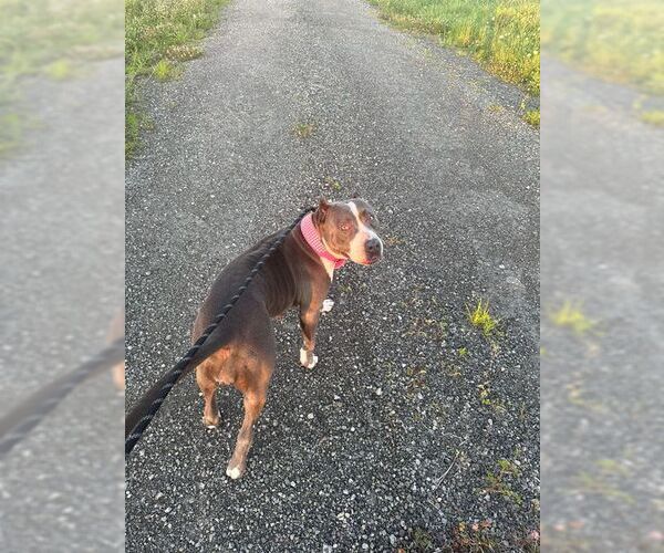 Medium Photo #4  Puppy For Sale in , 