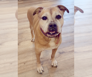 Delilah - Female Bull-Boxer Dog for Adoption - Photo #5