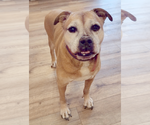 Small #4 Bull-Boxer