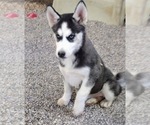Small #1 Siberian Husky