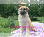Small #3 German Shepherd Dog
