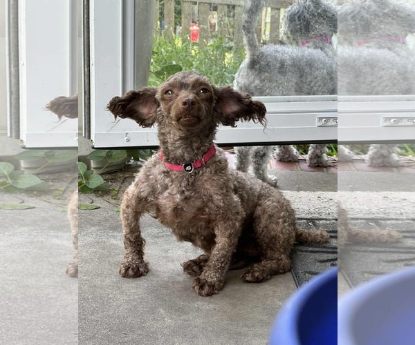 Medium Photo #4 Poodle (Miniature) Puppy For Sale in Holly Springs, NC, USA