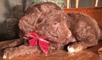 Small Photo #16 Aussiedoodle Puppy For Sale in ARBA, IN, USA